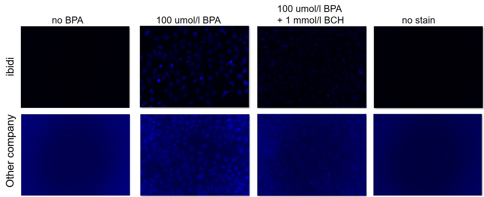 アミノ酸取り込み検出キット Amino Acid Uptake Assay Kit 同仁化学研究所