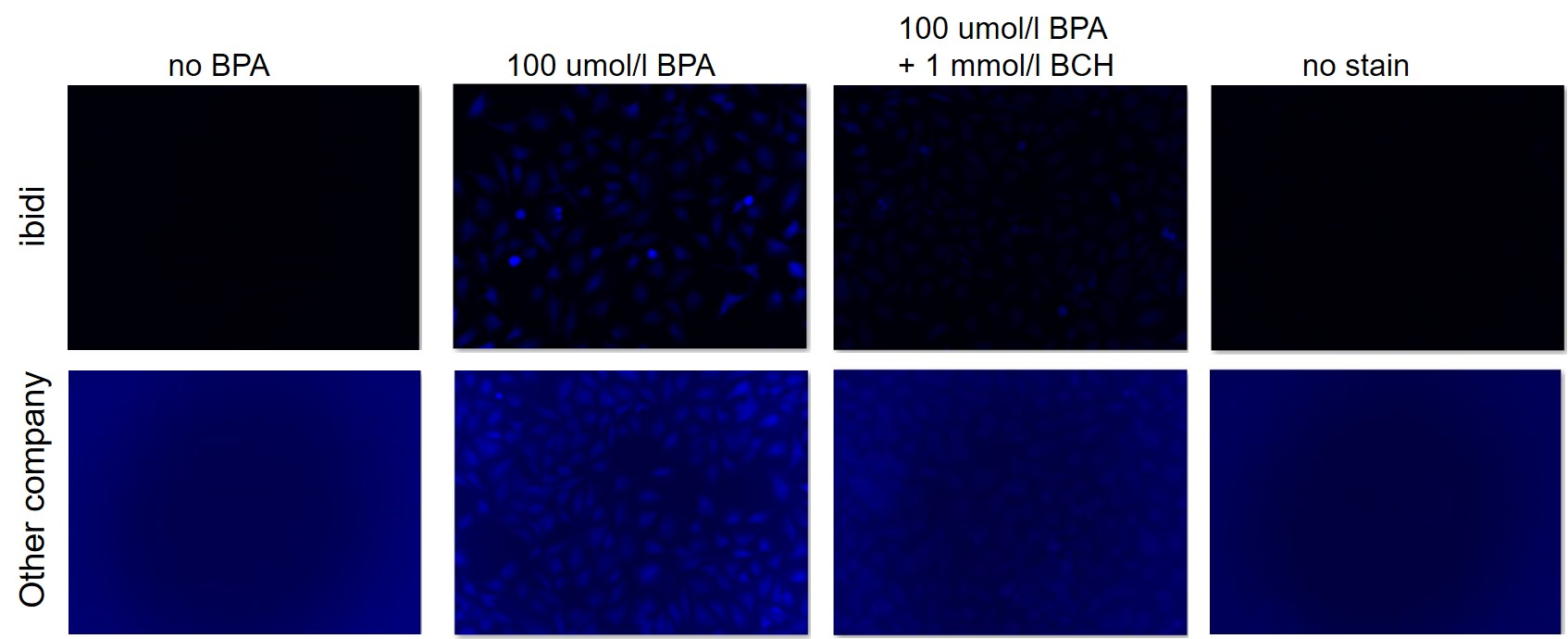 アミノ酸取り込み検出キット Amino Acid Uptake Assay Kit 同仁化学研究所