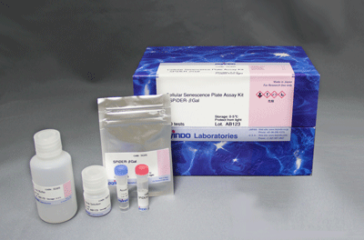 アミノ酸取り込み検出キット Amino Acid Uptake Assay Kit 同仁化学研究所