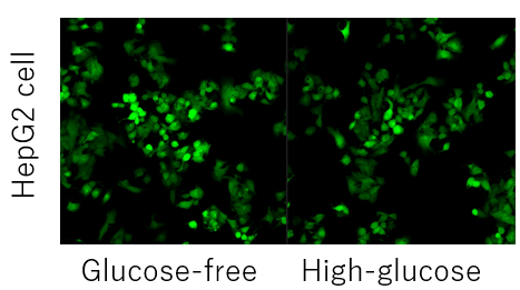 グルコース取り込み検出キットRed Glucose Uptake Assay Kit-Red 同仁化学研究所