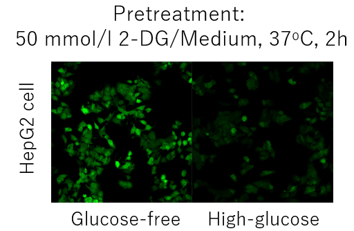 グルコース取り込み検出キットRed Glucose Uptake Assay Kit-Red 同仁化学研究所