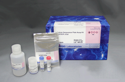 老化細胞検出キット（マイクロプレート用） Cellular Senescence Plate Assay Kit - SPiDER-βGal 同仁化学研究所