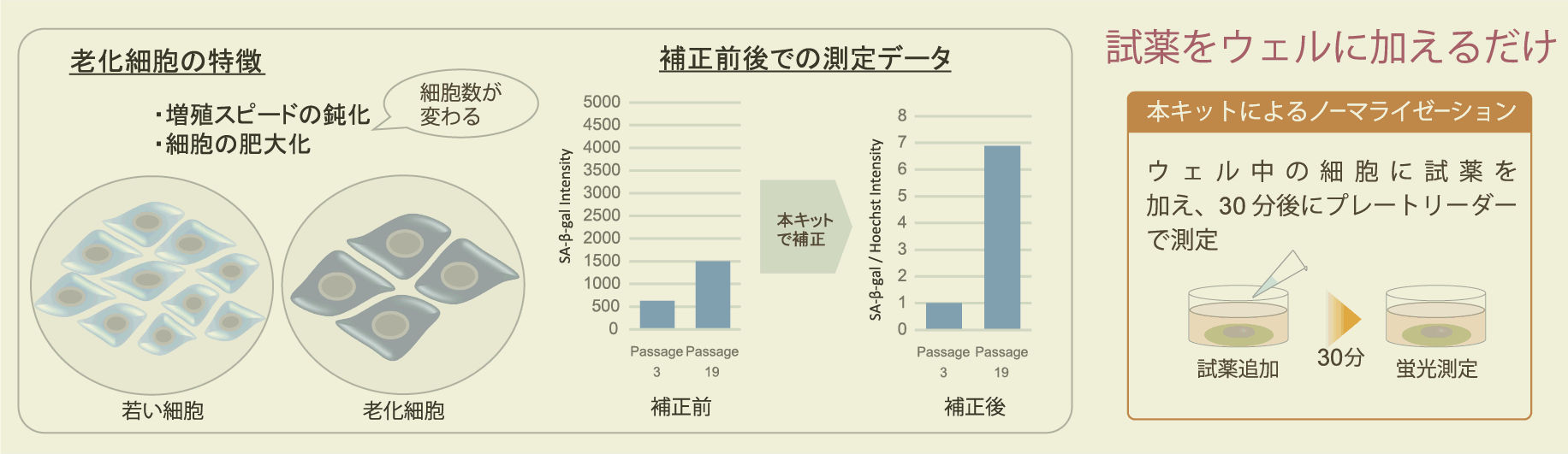 老化細胞検出キット（マイクロプレート用） Cellular Senescence Plate Assay Kit - SPiDER-βGal 同仁化学研究所