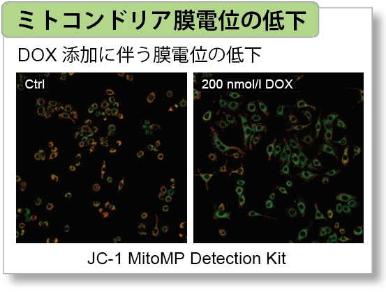 老化細胞検出キット Cellular Senescence Detection Kit - SPiDER-βGal 同仁化学研究所