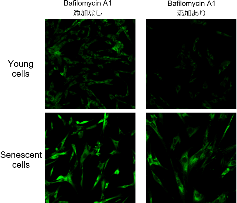 老化細胞検出キット Cellular Senescence Detection Kit - SPiDER-βGal 同仁化学研究所