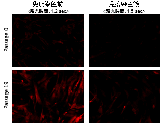 老化細胞検出キット Cellular Senescence Detection Kit - SPiDER-βGal 同仁化学研究所