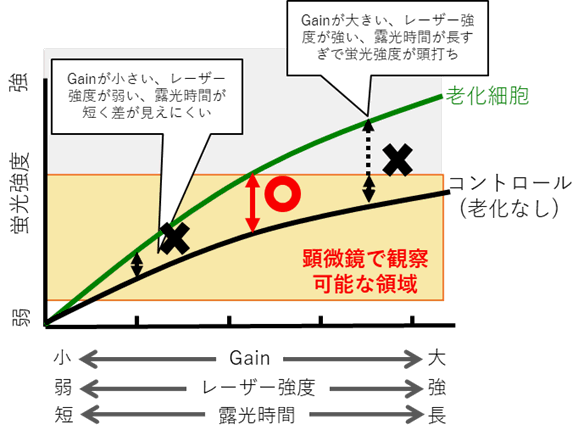 老化細胞検出キット Cellular Senescence Detection Kit - SPiDER-βGal 同仁化学研究所