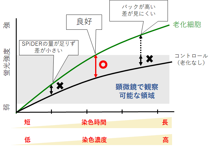 老化細胞検出キット Cellular Senescence Detection Kit - SPiDER-βGal 同仁化学研究所