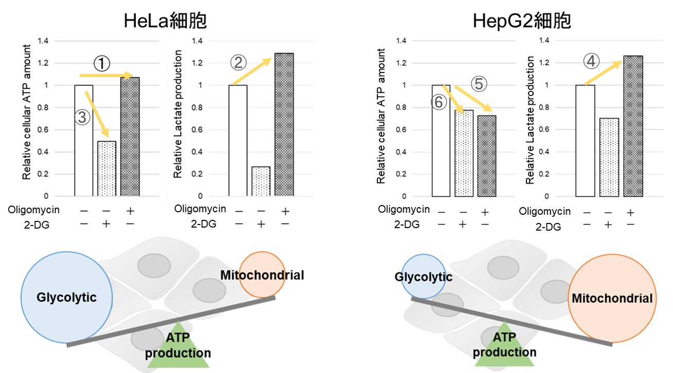 酸素消費速度プレートアッセイキット Extracellular OCR Plate Assay Kit 同仁化学研究所