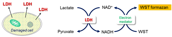 細胞毒性測定キット Cytotoxicity LDH Assay Kit-WST 同仁化学研究所