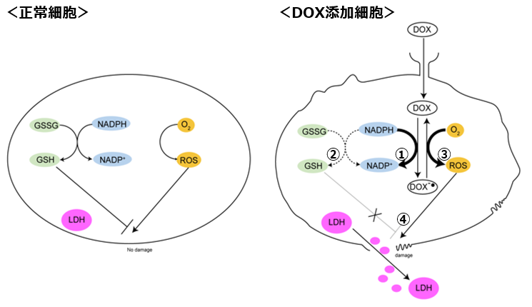 細胞毒性測定キット Cytotoxicity LDH Assay Kit-WST 同仁化学研究所