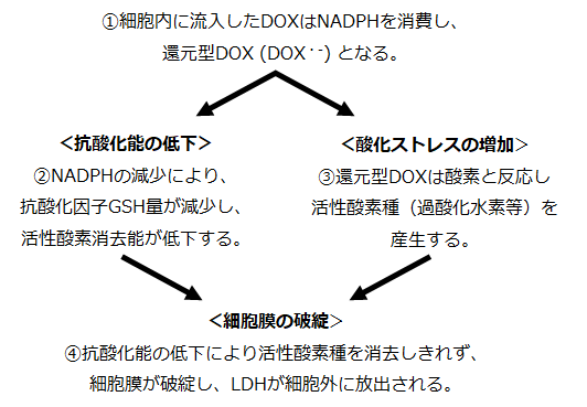 細胞毒性測定キット Cytotoxicity LDH Assay Kit-WST 同仁化学研究所