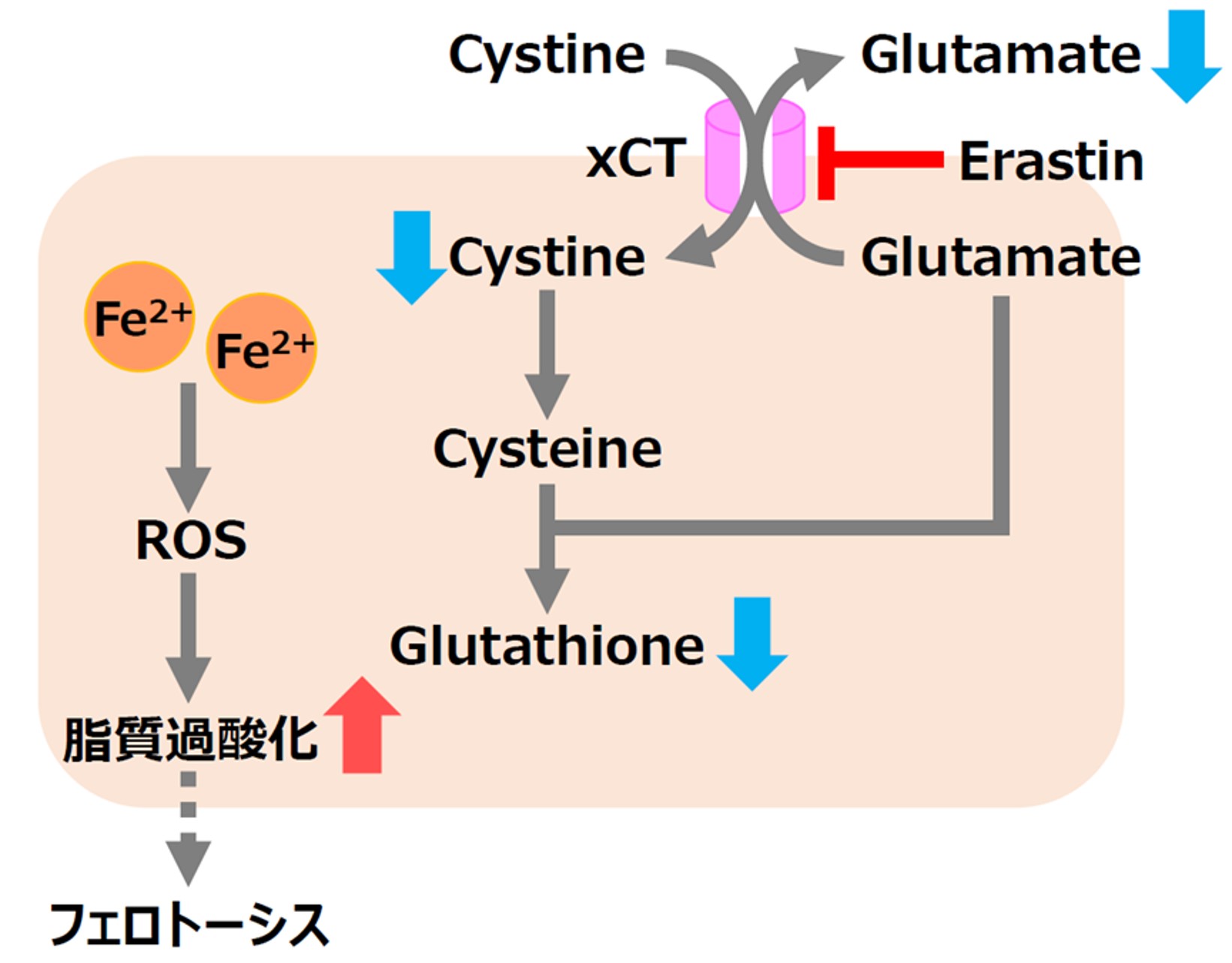 細胞内鉄イオン測定試薬 FerroOrange | CAS - 同仁化学研究所