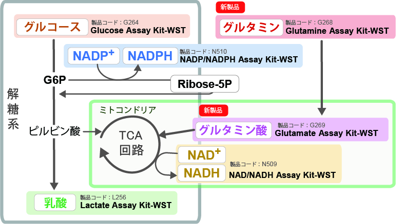 細胞毒性測定キット Cytotoxicity LDH Assay Kit-WST 同仁化学研究所