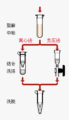 Axygen质粒小抽试剂盒AP-MN-P-250