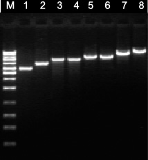 Axygen质粒小抽试剂盒AP-MN-P-250