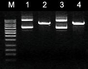 Axygen质粒小抽试剂盒AP-MN-P-250