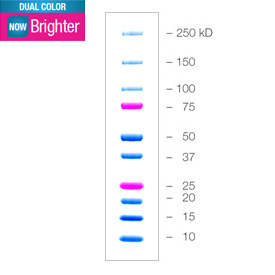 双染蛋白MARKERPrecision Plus Protein&trade; Dual Color StandBIO-RAD代理 1610374