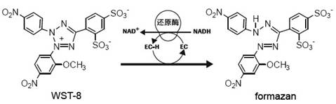 Cell Counting Kit-8（CCK-8）细胞增殖和细胞毒性快速高灵敏度检测试剂盒C0038