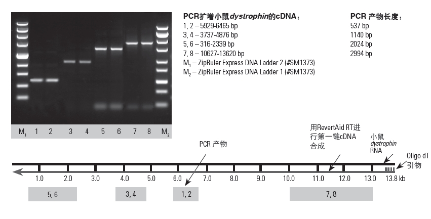 fermentas逆转录试剂盒RevertAid First Strand cDNA SynthesThermo K1622