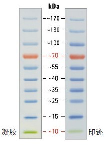 PageRuler预染蛋白Ladder预染蛋白marker（10-170kDa）thermo26616
