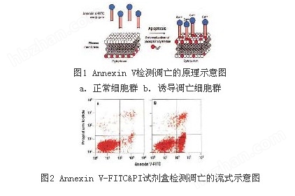 BD细胞凋亡双染试剂盒AnnexinV-FITC/PI556547