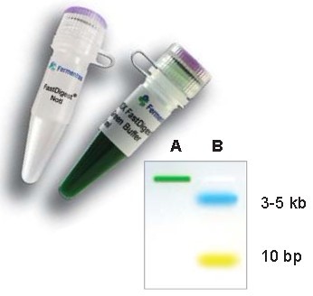 thermo FastDigest SalI快速内切酶货号FD0644