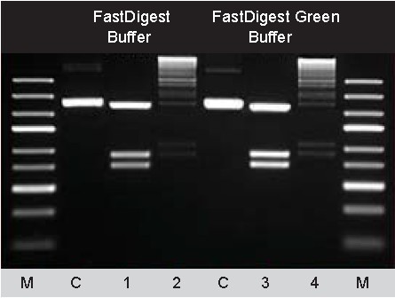 thermo FastDigest SalI快速内切酶货号FD0644