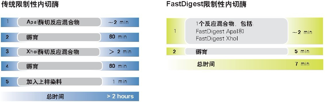 thermo FastDigest SalI快速内切酶货号FD0644