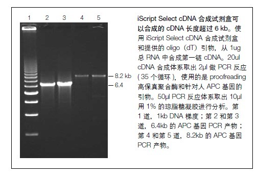 bio-rad反转录试剂iScript cDNA Synthesis Kit1708890 1708891