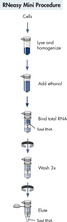 qiagen 74104 RNeasy Mini Kit现货供应